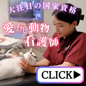 愛玩動物看護師