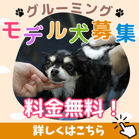モデル犬募集